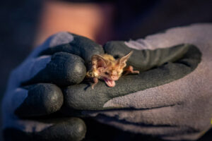 Microbats are back near Mildura