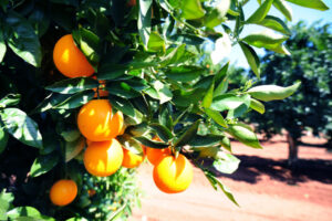 Fruit juice stars hit fails consumers, says Anne Webster