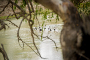 Menindee Lakes region fears another fish-kill disaster