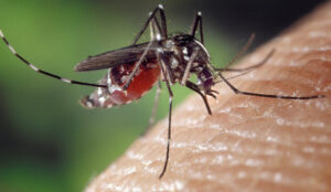 Call to cover up as mosquito virus spreads