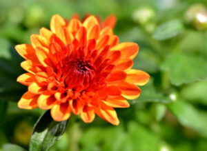 A special Mother’s Day bloom