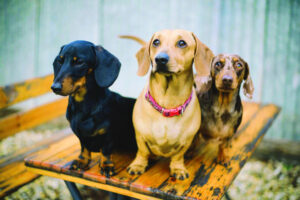 My favourite pet: Three silly sausages