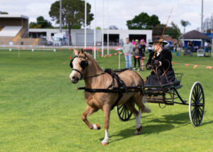 Show numbers ‘back to the heyday’