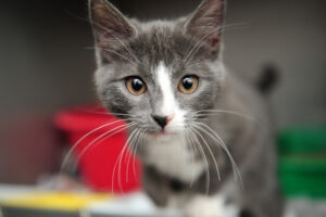 Residents back cat controls