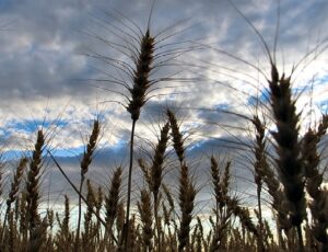 NSW Farmers welcome State Budget spend