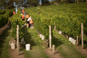 Number of harvest workers dropping, says MADEC