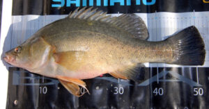 Cod Tales: Fussy perch are still biting