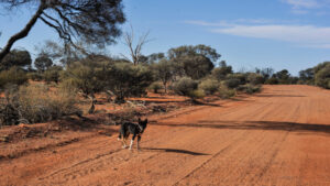 Calls for wild dog views