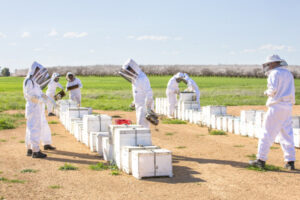 Almonds the centre of attraction for hives