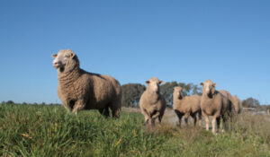 Mulesing pain relief mandatory, says Agriculture Victoria