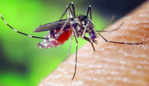 Fight against malaria a win for populations across the globe