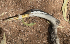 Bird found dead in Buronga with beak tied