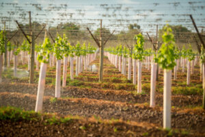 Workshops in drip monitoring and interpreting soil moisture