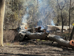 Fire crews monitor tree fires