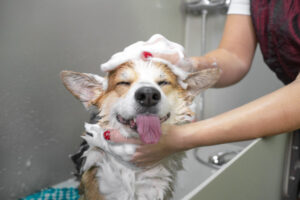 Dog groomer’s act of goodwill