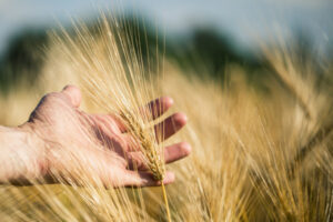 Grain broker backs government on China barley tariff