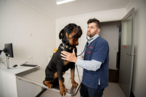 Dog virus cases spike in region