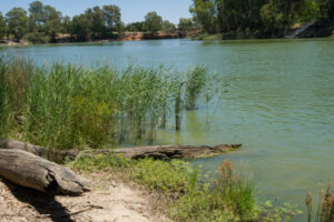 Murray algae alert extends from Wentworth to Lock 9