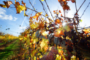 Cooler days ahead for Mildura