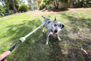 Keep your pets cool this summer
