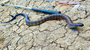 Stay aware, it’s snake season