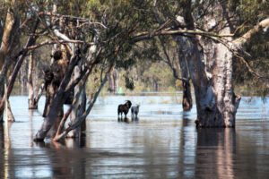 Middle Murray River keeps watch on Hume Dam levels