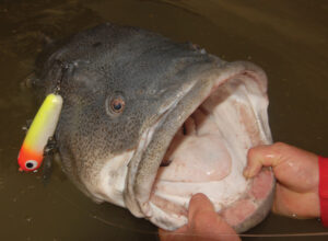 Cod Tales: Warming up to major bites