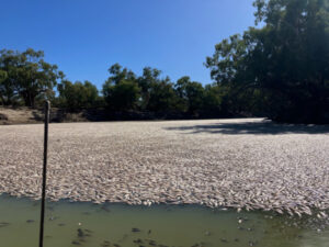 Action call over fish deaths