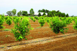 Land of the lucky produces