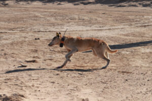 GPS used to track wild dogs and feral pigs in western NSW