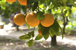 Lift biosecurity backing, say Sunraysia citrus growers