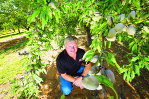 Almond growers confident