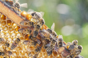 Plans for Sunraysia set pollination company abuzz