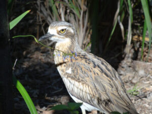 Fencing lifts conservation ambitions for Mallee property