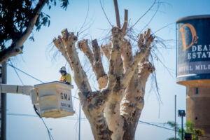 Final Deakin Avenue sugar gum trees make way