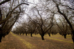 Almond experts to converge on Robinvale