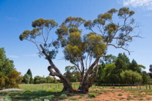 Heritage plan for 2500-year-old tree