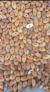 App connects AI and almonds