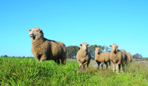 Sheep diet to help humans