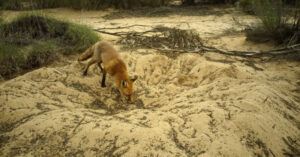 Fox baiting starts in Big Desert State Forest