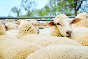 Ouyen hosts farm forum
