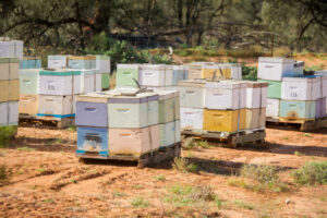 Ag Victoria sends in strike team against varroa mite threat