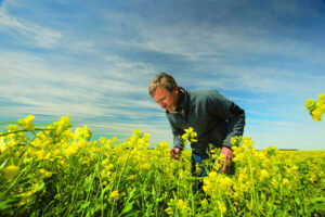 Canola faces disease threat