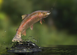 Lake trout top-up to lure anglers