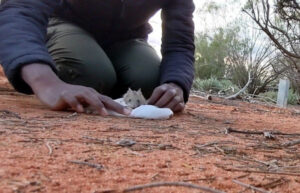 Hopping for joy over mighty mouse discovery