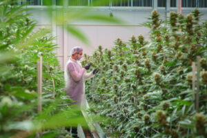 Green for go at medicinal cannabis centre