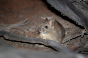 Week of wildlife fun