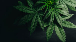 $2m boost for Mildura cannabis site