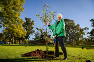 Trees honour past mayor