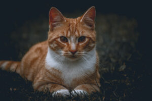 Curtailing cats could be critical